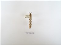 藏品(蟻蛉10)的圖片